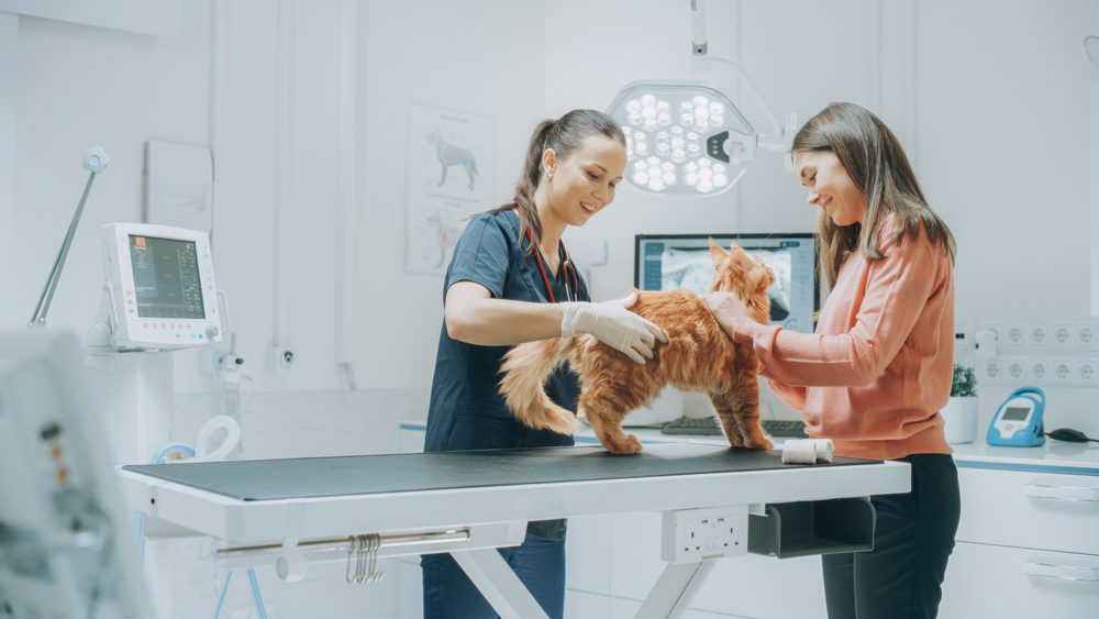 Young Attractive Cat Owner Holds Her Beloved Red Pet Maine Coon at a Modern Veterinary Clinic as a Female Vet Examines the Animal on the Examination Table. Doctor and Owner Talking